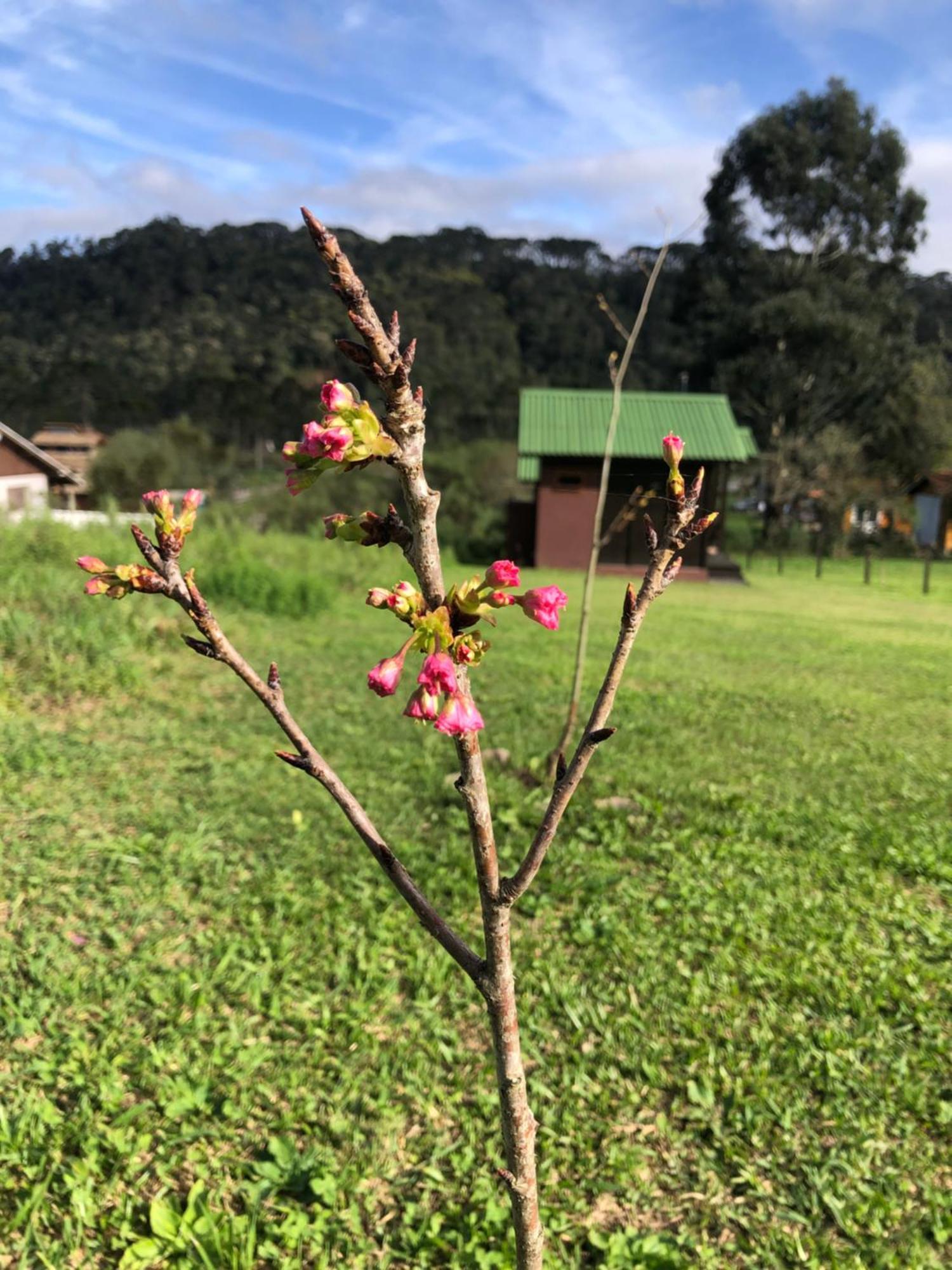 Chale Na Serra Urubici Exterior foto
